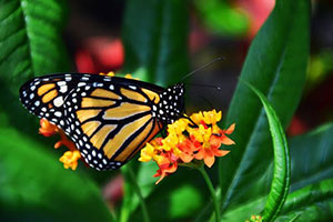 As a horticulturalist and certified landscape designer, Brenda Alexander of Cohesion-Land-Design is pleased to educate the homeowner when it comes to the best choices of garden maintenance.