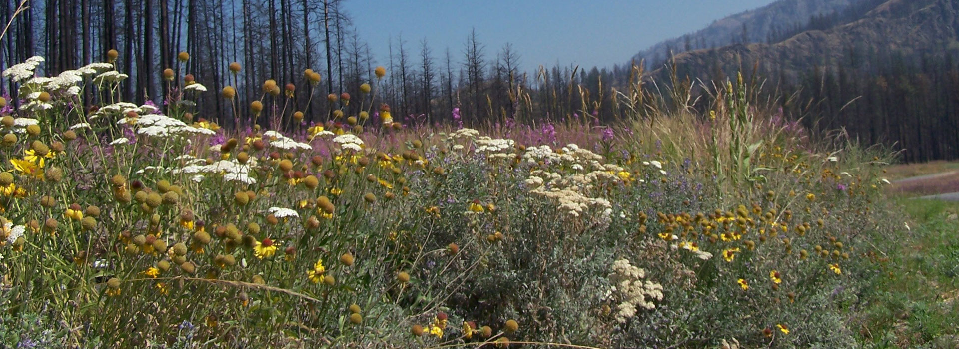 Cohesion Land Design is an award-winning land design firm bsed in Kelowna, British Columbia.