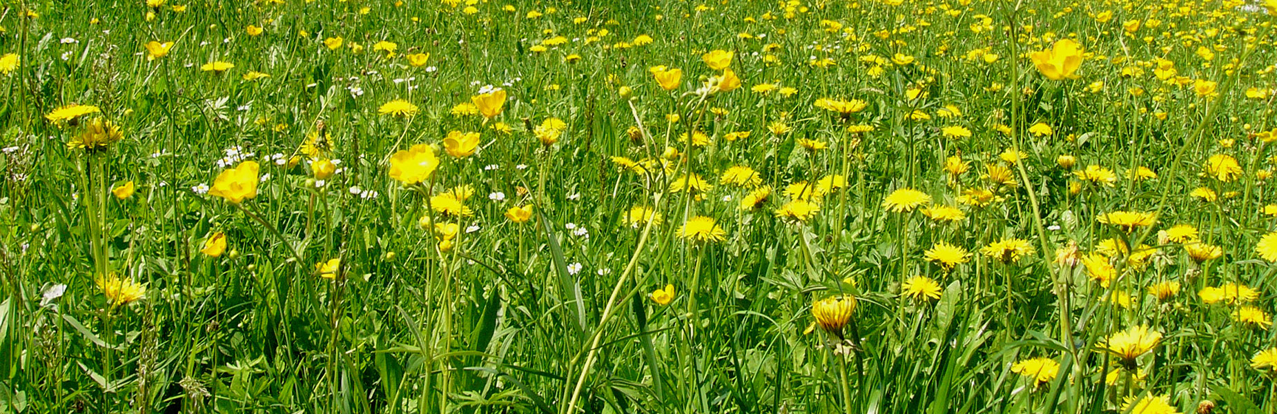 Cohesion Land Design offers professional design and horticultural knowledge