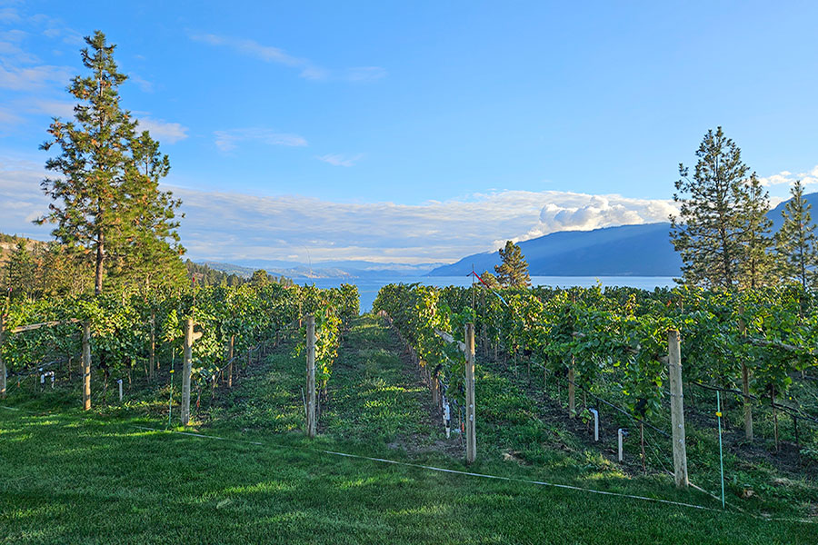Cohesion Landscape Design project -Whiskey Point Image 7
